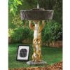 Playful Meerkat Solar Fountain